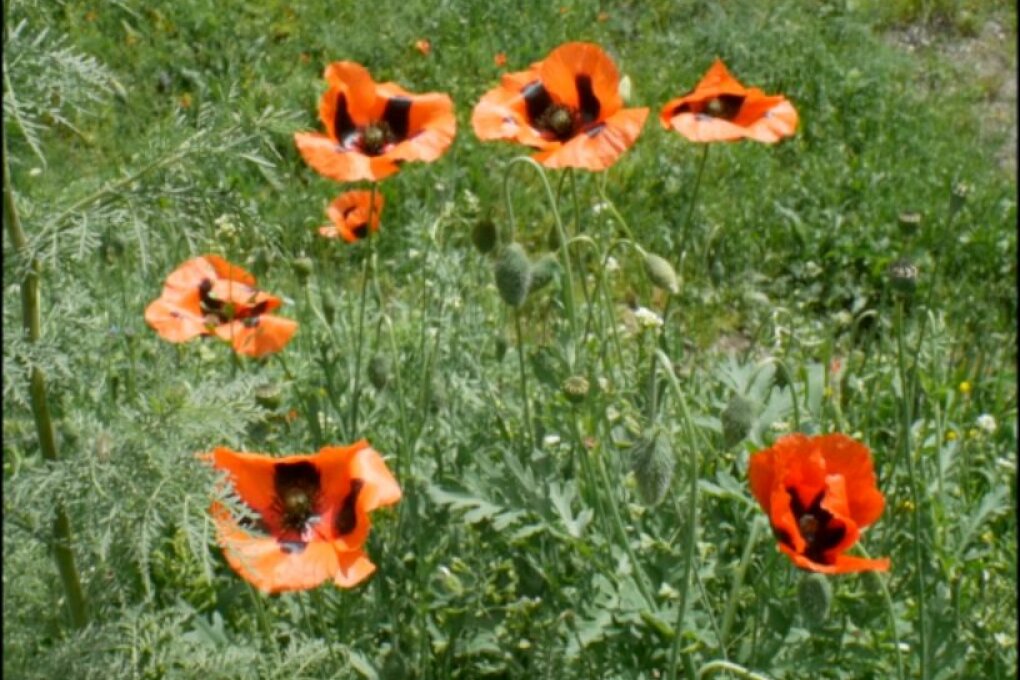 Lloyd Dunn: The Hypnagogic Cycles